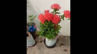 Ixora plant update gardening [upl. by Eedyak614]