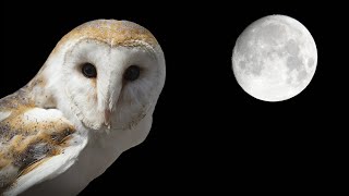 Owl Sounds  Barn Owl Screech and Hissing Sounds [upl. by Reames]