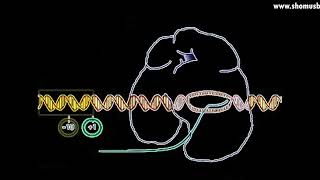 Transcription animation  DNA transcription initiation elongation and termination [upl. by Yenahc]