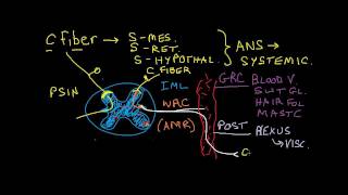 Nociception 3 of 4 Sympathetic Nervous System Effects [upl. by Dewhurst309]