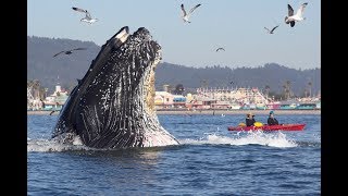 7 Unbelievable Humpback Whale Moments Captured on Video Updated [upl. by Mcgean]