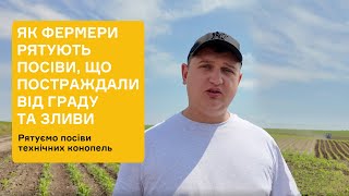 ЯК ФЕРМЕРИ РЯТУЮТЬ ПОСІВИ ЩО ПОСТРАЖДАЛИ ВІД ГРАДУ ТА ЗЛИВИ [upl. by Ydnahs]