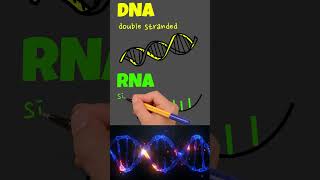 DNA vs RNA  3 Main Differences [upl. by Anilrac]