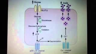 GLUT2 Calcium and insulin exocytosis hexokinase vs glucokinase [upl. by Enybor]