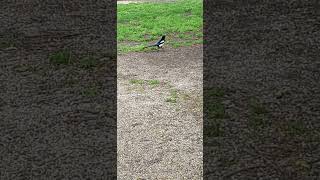 Magpie in a Park [upl. by Beasley]