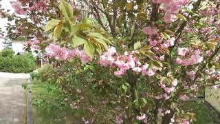 Prunus serrulata Kanzan višeň pilovitá sakura [upl. by Iat]