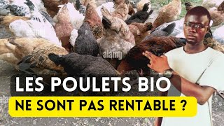 Voici Pourquoi lÉlevage de Poulet Bio nest pas Rentable [upl. by Nirual]