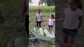 Levando as meninas pra roça colher melancia sitiolagoverde [upl. by Nosle]