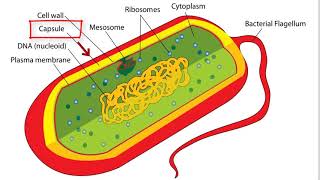 prokaryote organelles [upl. by Htebazie]