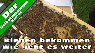 Bienen bekommen wie geht es weiter [upl. by Animahs]