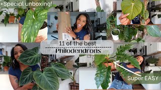 11 of the BEST Philodendrons  Unboxing two HUGE new plants  Beginner friendly [upl. by Aranat]