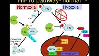 Biology of Renal Cell Cancer [upl. by Marjie89]