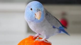 Astro the dancing parrotlet [upl. by Norwood]