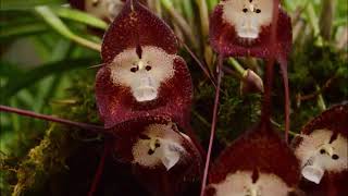 Monkey Face Orchid Dracula simia  Flower funny video  Ορχιδέες [upl. by Lette]