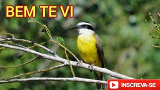 BEM TE VI CANTANDO PASSERINE SONGBIRDS CANTO DO BEM TE VI BADERNA DE PÁSSAROS [upl. by Teage327]