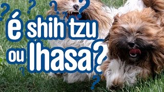 Lhasa Apso e Shih Tzu [upl. by Ley]