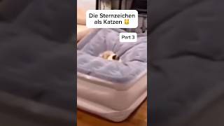 Die Sternzeichen als Katze🐱Part 3 sternzeichen zodiacsigns funny cats fy viral [upl. by Anavoj]