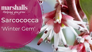 Sarcococca Winter Gem [upl. by Yrgoerg576]