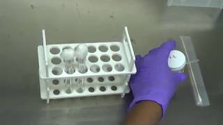 Catalase Test differentiate between Streptococcus from Staphylococcus [upl. by Ardnuaed]