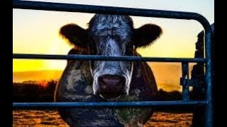 TRÁILER documental Cowspiracy 2014  TOPDOCUMENTALES [upl. by Annazus]