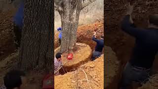 Transplanting process of landscaping big tree [upl. by Ahsekal]