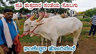 The thriving bullock market of Sankeshwar  A weekly trading ritual [upl. by Zenobia]