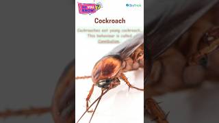 Cockroach  Class 11 Biology  Biology Boons  Structural Organisation in Animals [upl. by Ahsikan617]