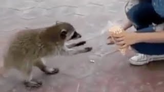 Raccoon steals food [upl. by Affrica404]