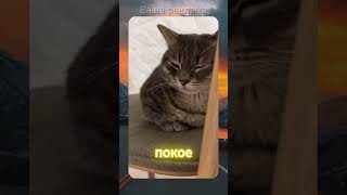 Смешные видео  Вирусные видео  С ОЗВУЧКОЙ  Смешные коты  Приколы с животными  cat trending [upl. by Jerry472]