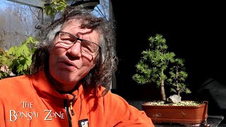 Pruning Two Larch Trees and Potting up My Shagbark Hickory The Bonsai Zone March 2024 [upl. by Arykat]