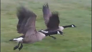 Canada geese flying away from the field [upl. by Furey181]