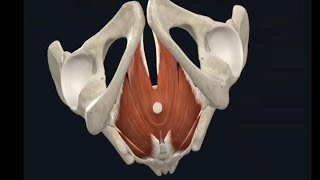 Surgical anatomy of Anal canal with Pelvic diaphragm [upl. by Onaicilef873]