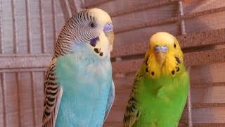 Happy summer budgies songs for your budgies to sing along Please subscribe for your budgies [upl. by Skvorak910]