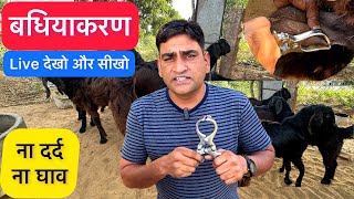 बधियाकरण  Castration करने का तरीक़ा  सबसे आसान  Male Goat and sheep  Nisar Indian Education [upl. by Bush794]