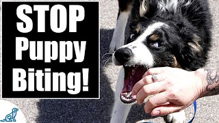 Your Complete Guide To STOP Puppy Biting [upl. by Jaye827]