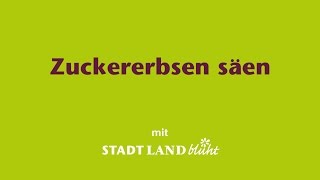 ZuckererbsenZuckerschoten säen und anbauen  so gehts [upl. by Tadich]