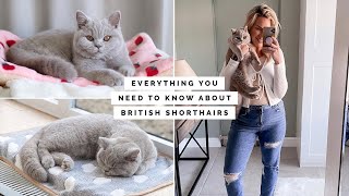 10 THINGS YOU NEED TO KNOW ABOUT OWNING A BRITISH SHORTHAIR KITTEN  CAT [upl. by Elocel301]