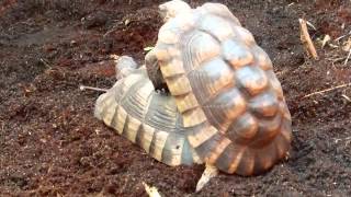 Testudo marginata bei der Paarung [upl. by Sollars307]