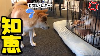 狂犬病の予防接種後に遊びたいと暴れる子犬…その時姉犬がある行動に… [upl. by Sybila]