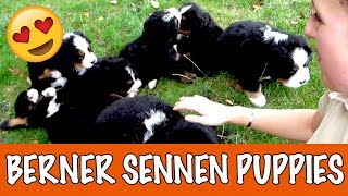 Berner Sennen puppies  DierenpraatTV [upl. by Lehctim]