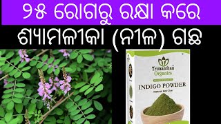 ଶ୍ୟାମଳୀକା ନୀଳ ଗଛର💊 ଔଷଧିୟ ଗୁଣ 🌲Indigofera tinctoria medicinal uses in Odia 🩹 [upl. by Quill]