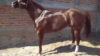 MAQUILAS DE CABALLOS RANCHO LA ALEGRIA EN DEGOLLADO JALISCO MEXICO [upl. by Eellehs]