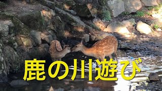 子鹿は走る、鹿の川遊び。奈良公園でシカ部メンバーが川遊び。 [upl. by Nellir]