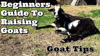 Beginners Guide To Raising Goats  Goat Tips  Goat Video [upl. by Obed907]