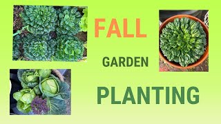 Fall Garden Planting Cabbages Lettuce Kale and Celery [upl. by Bebe194]