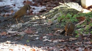 ガビチョウ quotGarrulax canorusquot がドングリを食べる様子。2015131 [upl. by Kenric]