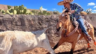 GRAN COLEADERO EN SAN CAYETANO JEREZ ZACATECAS MEXICO 2023 [upl. by Eelrahc]