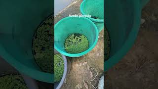 Azolla Pinnata [upl. by Davine]