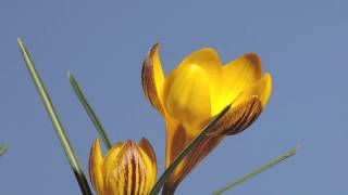 Crocus flower opening time lapse [upl. by Lasorella]