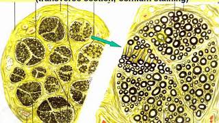 Introduction to Particular Histology Nerve system  1 Videolecture by Zimatkin 11 [upl. by Orbadiah]